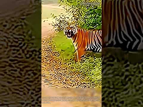 사냥 망친 사람에게 포효하는 야생 호랑이 #worker #process #tiger #safari #wildlife thumbnail