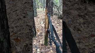 Has This Ever Happened to You #wildlife #deer#hunting