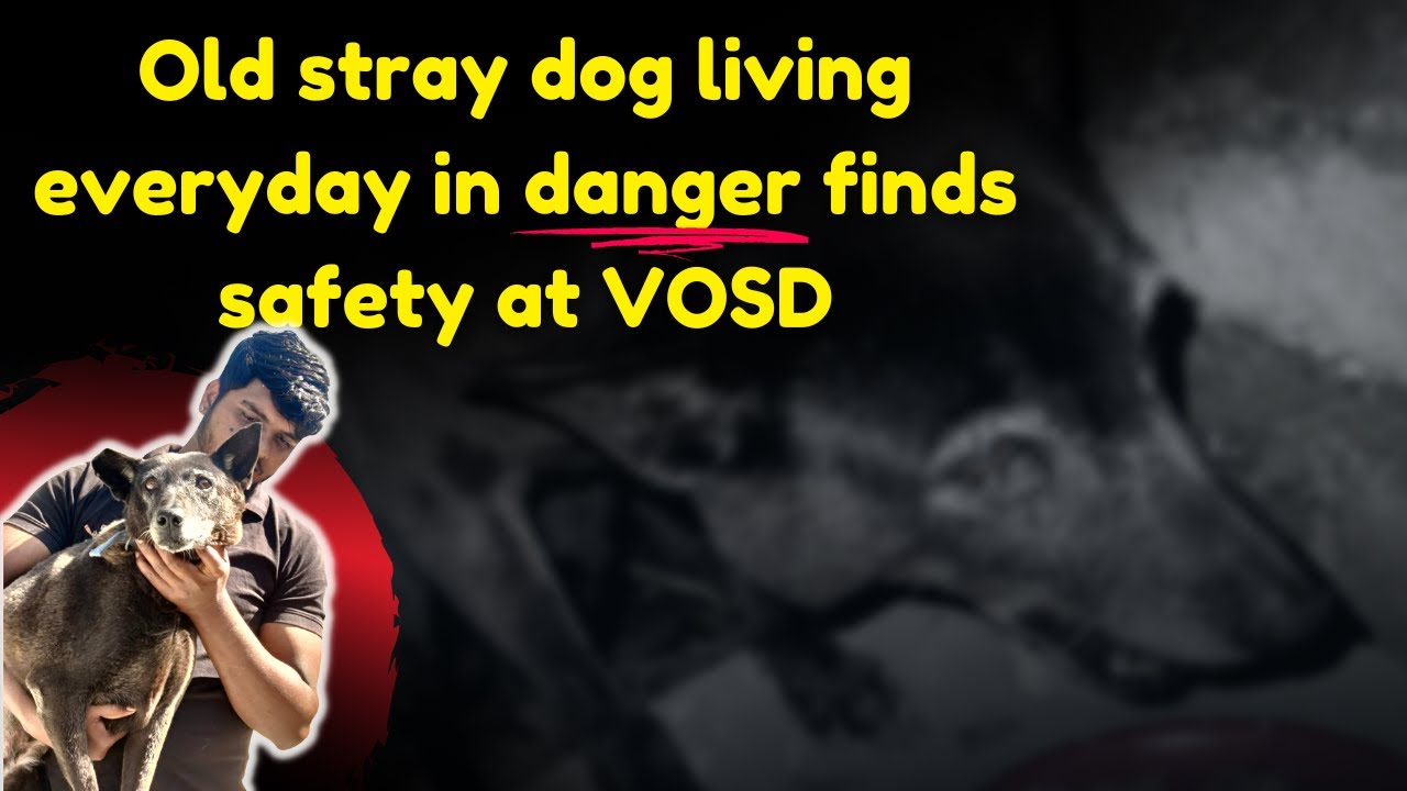 Old stray dog living everyday in danger finds safety at VOSD - YouTube