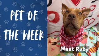 Pet of the Week: Meet Ruby!