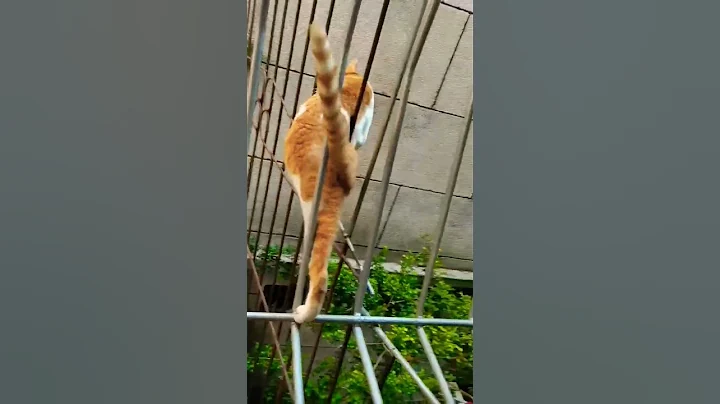 Watch the video about Aww Cute Cats tutorial & Meowing Meow Kittens & Funny Meow Cat #shorts #catvideos