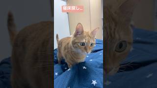 #kpop #aicover #cover #fiftyfifty #ditto #猫かわいい #cat #にゃんグラム #猫のいる暮らし #matercat #かわいい猫 #猫好きさんと繋がりたい