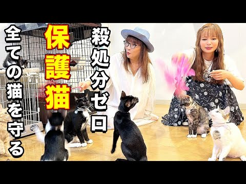 保護猫を引き取りました！