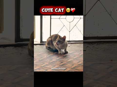 Cute cat 🥺❤️‍🩹 #cat #emotional #shorts #MasoodGhuncha