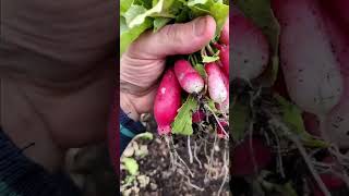 Fin Mars : déjà une première culture terminée dans un sac de culture ! #recolte #radis #potager