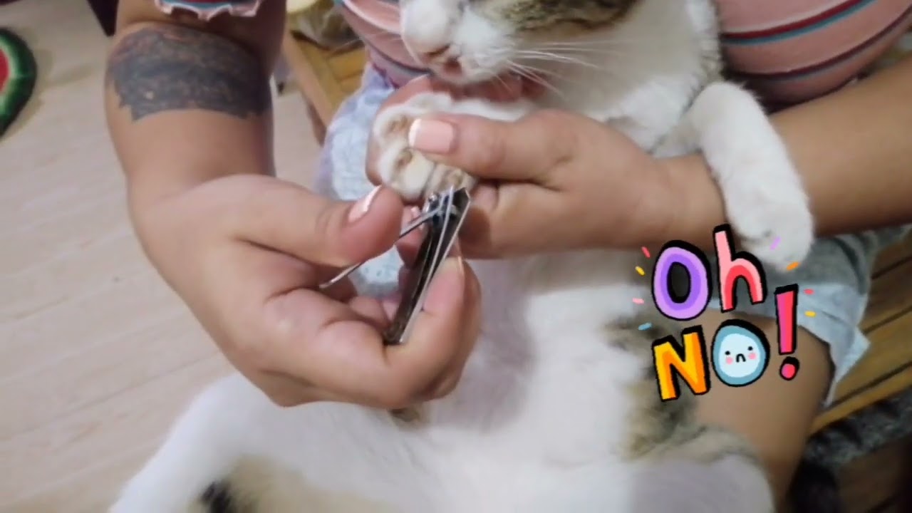 Cutting cat nails using human nail cutter Duday & Stitch YouTube