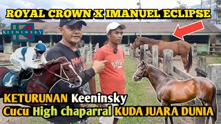 ROYAL CROWN X IMANUEL ECLIPSE Pejantan Baru Sumbar Keturunan Juara Dunia Keeninsky, high chaparral