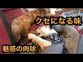 【二本足の猫】ブラウニーの足を味わう坊っちゃんがこちら。最高のおもちゃだぜ