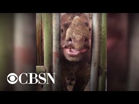 Sumatran rhinos declared extinct in Malaysia after last female dies of cancer