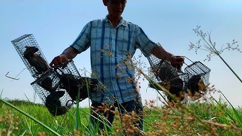 Không ngờ chỗ này chuột cống nhiều kinh khủng bắt luôn một bầy