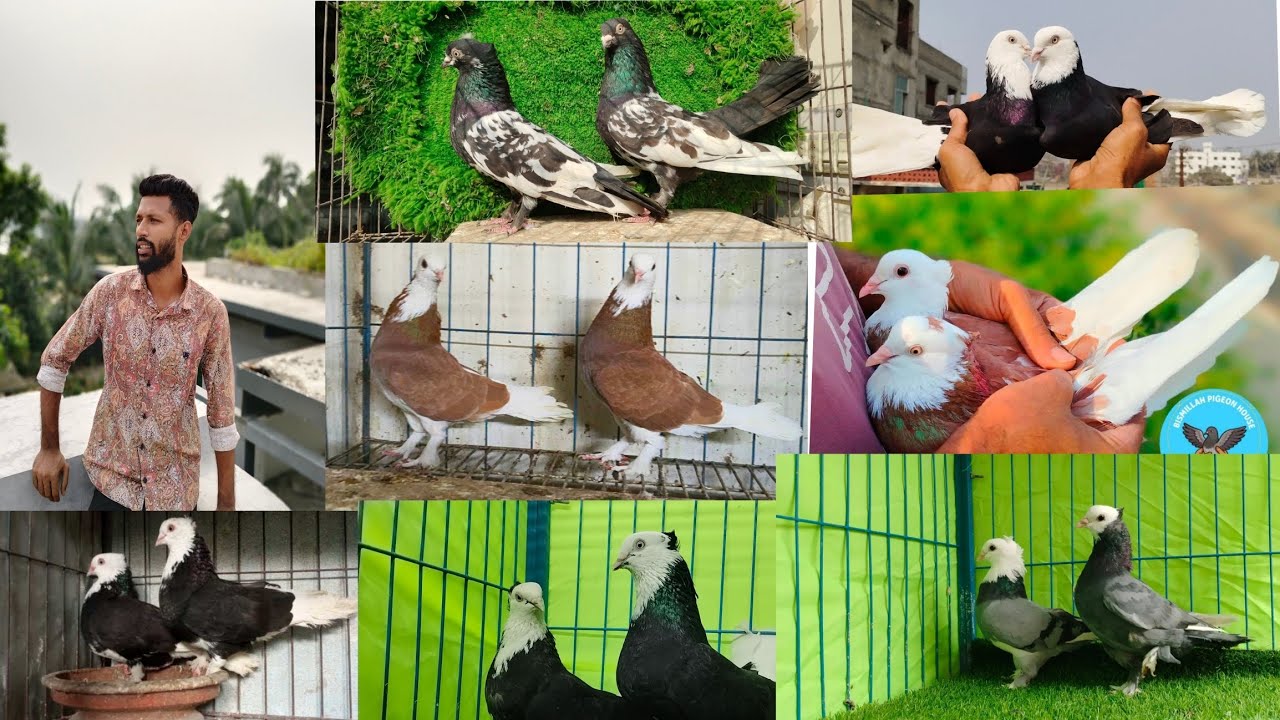 অবাক করা দামে ডিম বাচ্চা সহ কবুতর কিনুন গররা কালদম সিরাজী চুইনা জাক গলা #pigeon #viralvideo #sell 