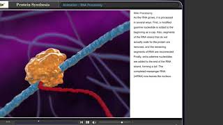 BioFlix - Protein Synthesis