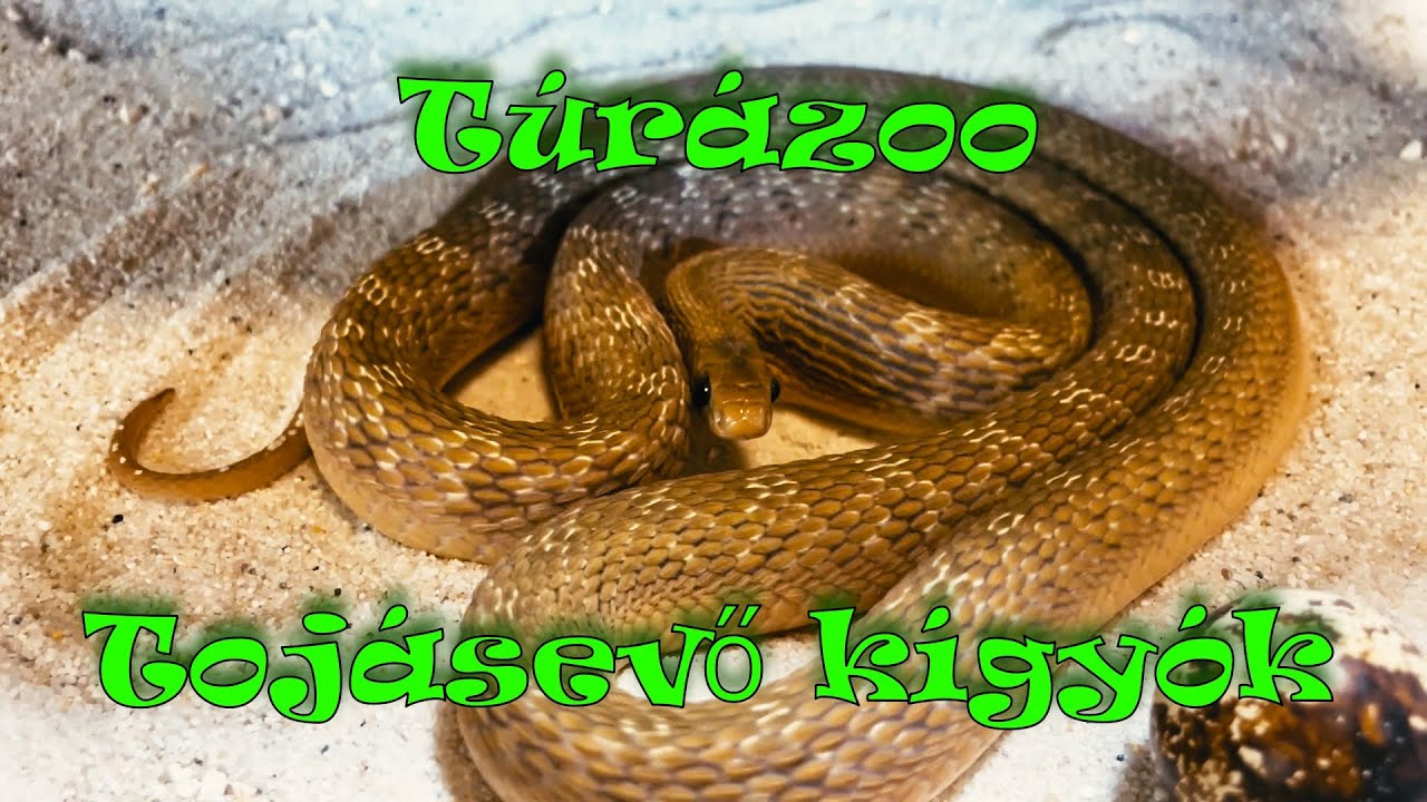 Tojásevő kígyók világa