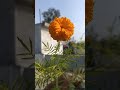 flower from kitchen garden #shorts #viral #gardening #flowers