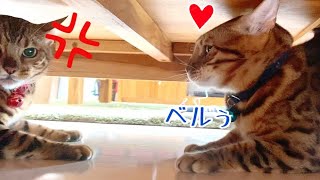 しつこ過ぎる旦那猫に本日も嫁猫ブチ切れです…