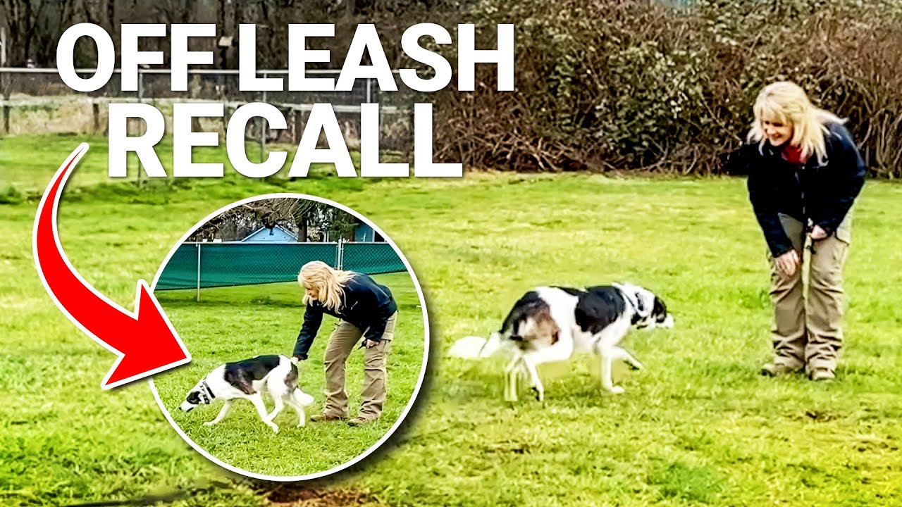 How to Train ANY Dog to Listen Off Leash (For Beginners) YouTube