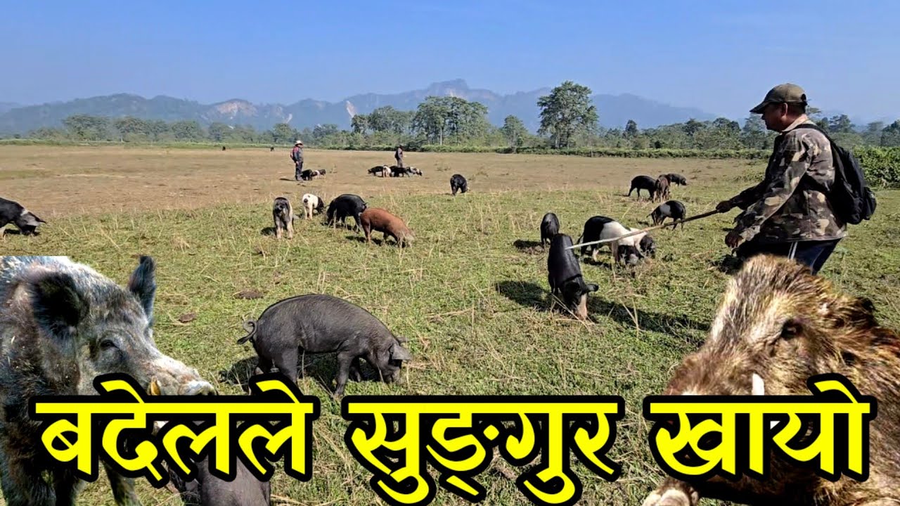 जंगली बदेलले सुङगुर पाठा खायो ,सानो लाई स्यालले झन धेरै  खान्छ out door piggery