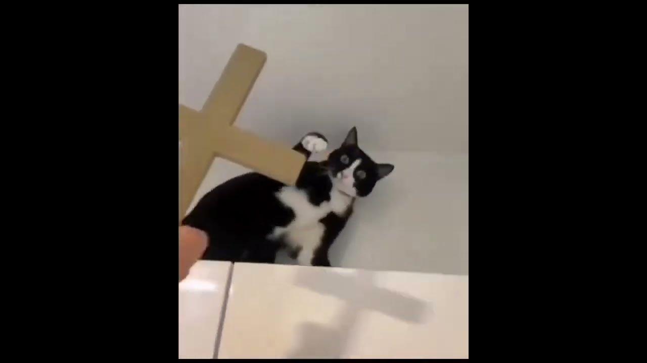 кот сатанист😱😱😱 - YouTube