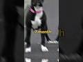 Black Pitbull Dog Transformation Shorts Viral 