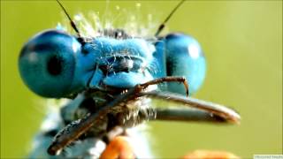 Real Aliens - Damselflies in Super Macro 1080p More macro & super macro photos and videos you will find in my blog:
http://canonmacrophotography.blogspot.com/2012/02/canon-60mm-f28-macro-sample-photos.html

1. Emerald damselfly;
2. Azure damselfly;
3. Ischnura elegans.

All videos were recorded between 7-9am.