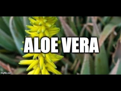 Flor de Aloe