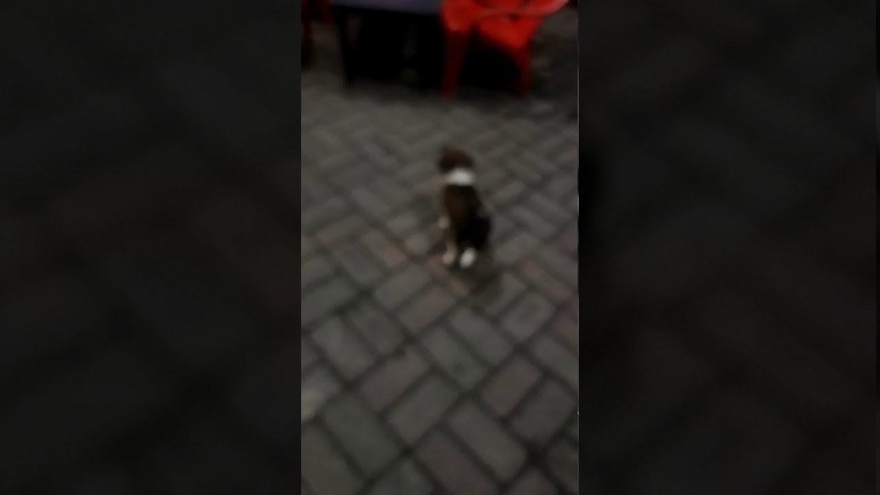 Anak anjing lucu - YouTube