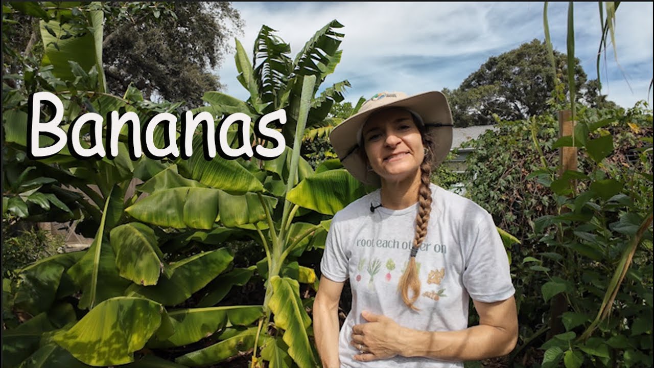 Выращивание бананов — как мы выращиваем банановые деревья в Центральной Флориде.