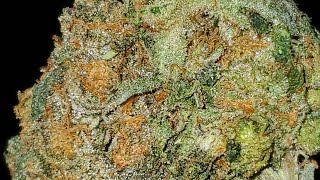 COOKIES RUNTZ STRAIN WAKE AND BAKE STYLE