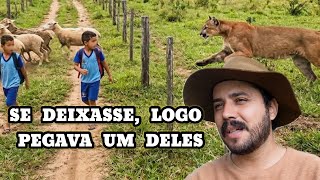 A Onça atacou os Carneiros na frente dos Meninos, e no fim ainda Atacou o Pai deles
