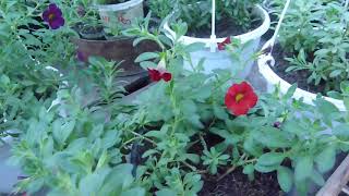 видео: Калибрахоа, тонкости выращивания. картинка: Калибрахоа, тонкости выращивания.