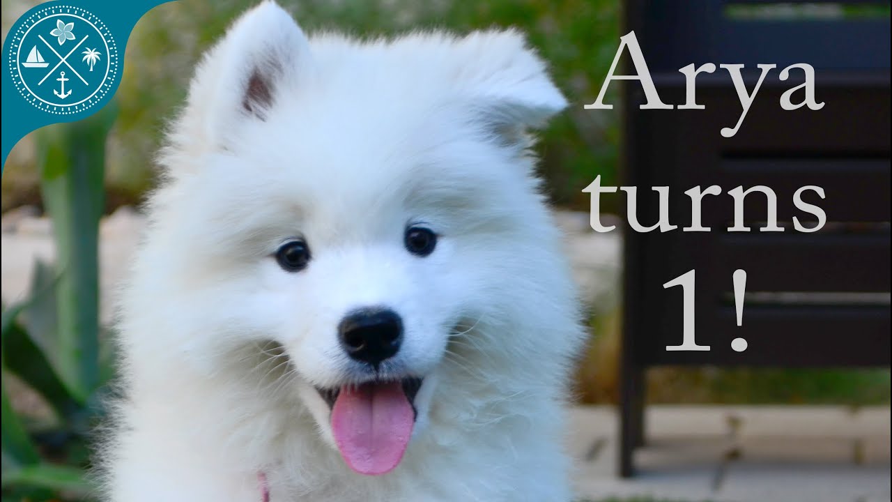 The cutest Samoyed puppy ever! Arya turns 1 year old!