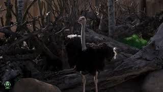 Ostrich Calm music HD 720p 1 screenshot 5
