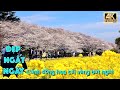 Cánh đồng hoa Cải vàng đẹp ngất ngây ở Saitama Nhật Bản| Du lịch Japan#explorejapan #ongchulangthang
