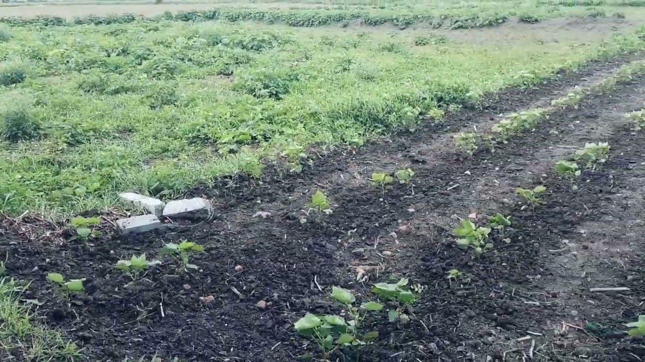 20 guntas agriculture land for sale