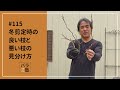 #115 バラの冬剪定時の良い枝と悪い枝の見分け方