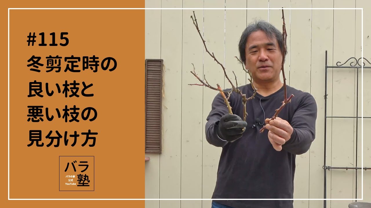 #115 バラの冬剪定時の良い枝と悪い枝の見分け方