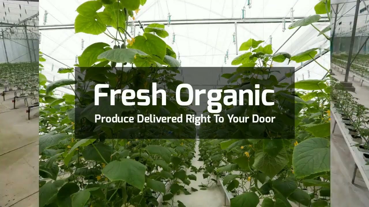 Fresh Organic Vegetables | Green House | Hydroponic System | O'Natural Product Review
