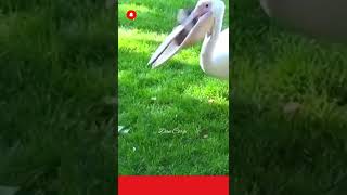 ⭕ Pelicans Eating Whole Pigeon!! l #shorts