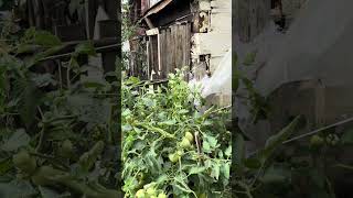 Спасение помидоров от фитофтора 🍅#огород#лето# #подпишись_пж