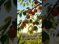Satisfying videos #asmrhub #ASMR#yt#ytshorts#food#apricots#tree#asmrsounds #aesthetic