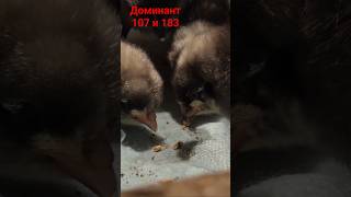 d #chicken #птичийдворсолонцов#chicken #pets #duck #chicks #асхабтамаев #animals