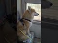 We visit grandma during the May holidays. #dog #doglife #lifeisbutadream