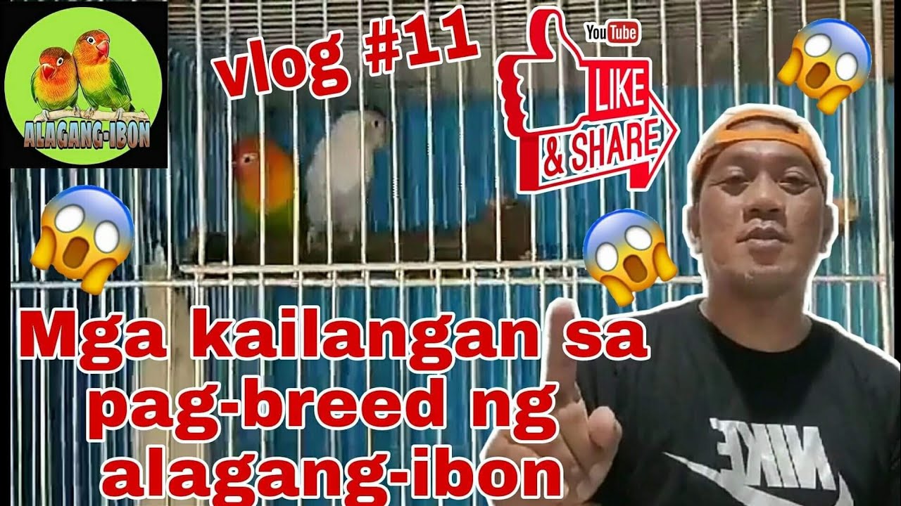 MGA KAILANGAN SA PAG-BREED NG ALAGANG IBON - YouTube
