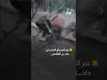 مشهد مروع نمر يفترس طفلا في العراق