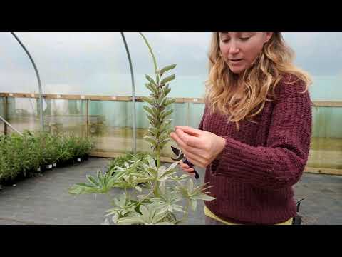 Lupins - Deadheading and dealing with mildew