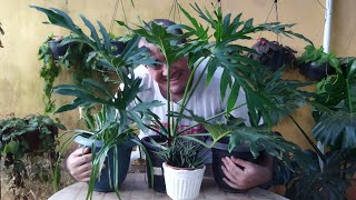 4 Meses de cultivo gladiolo, Philodendro e Angelica
