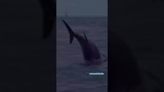 Download Lagu Surah al-qaria Most beautiful Arabic recitation by egzonibrahimi #egzonibrahimi #surahqariah #short MP3