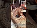 お腹を空かせた牛たちの楽しい餌やりモッパン現場 #cow #cattle #farm #feeding #hungry