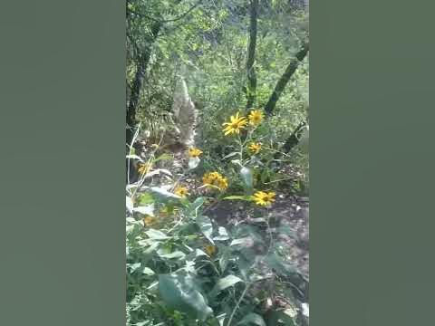 Индийский бегун дружная семья - YouTube