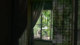 fpv drone makes cat explode